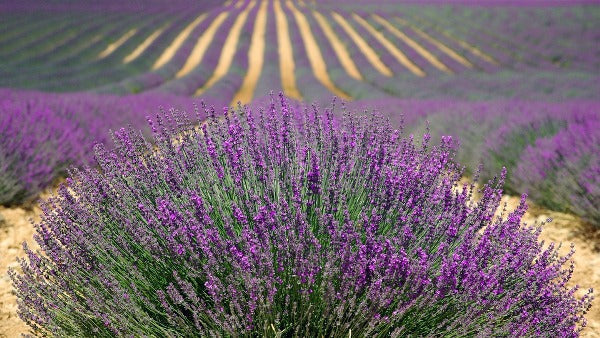 Bitki Suyu (Hidrosol) Nedir? Bitki Sularının Faydaları