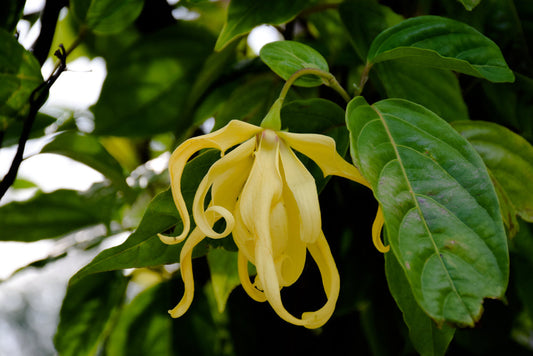 Ylang Ylang Yağı Nedir? Nasıl Kullanılır?